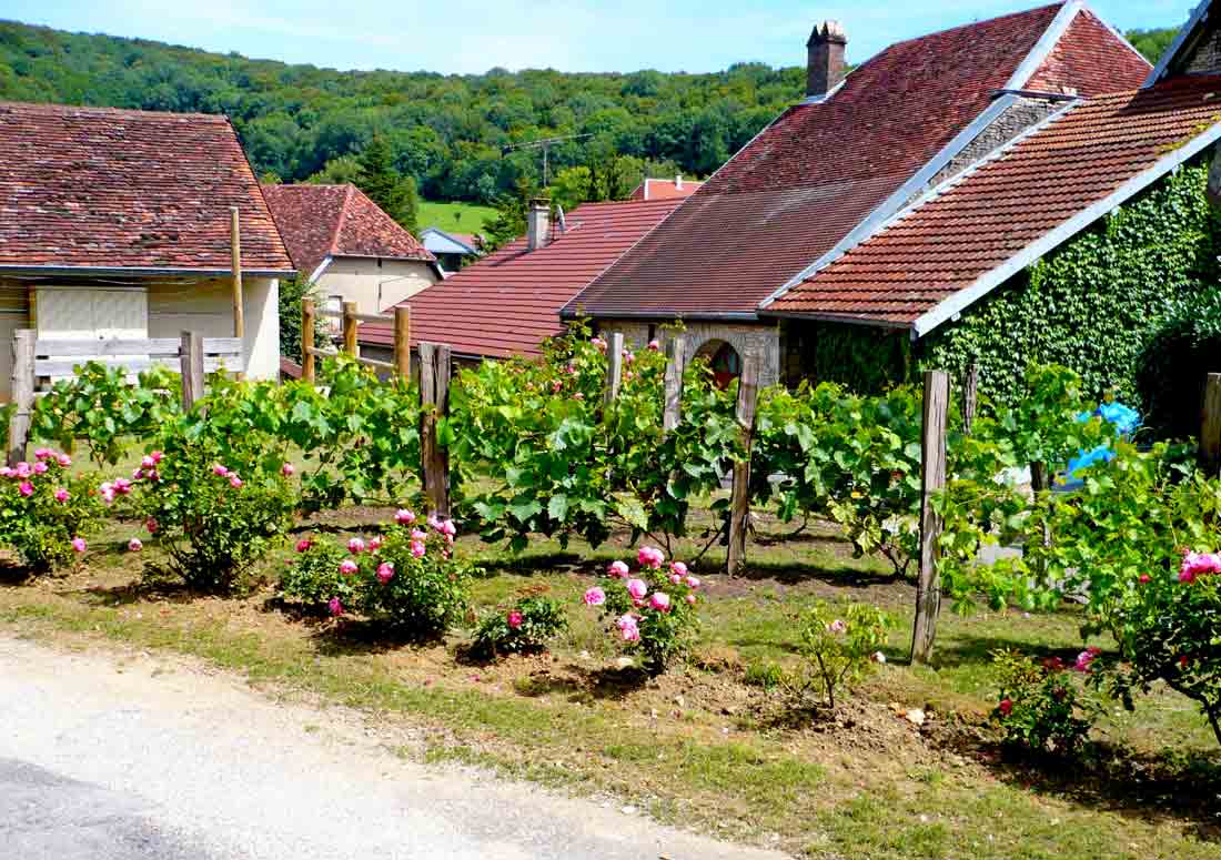 vignes de tallenay