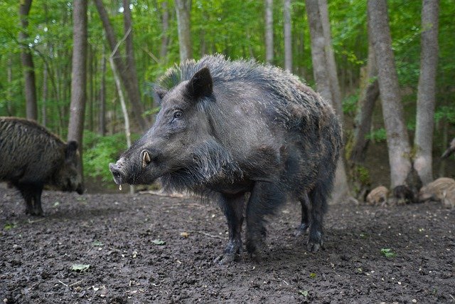 Arrêté : Régulation de la faune sauvage