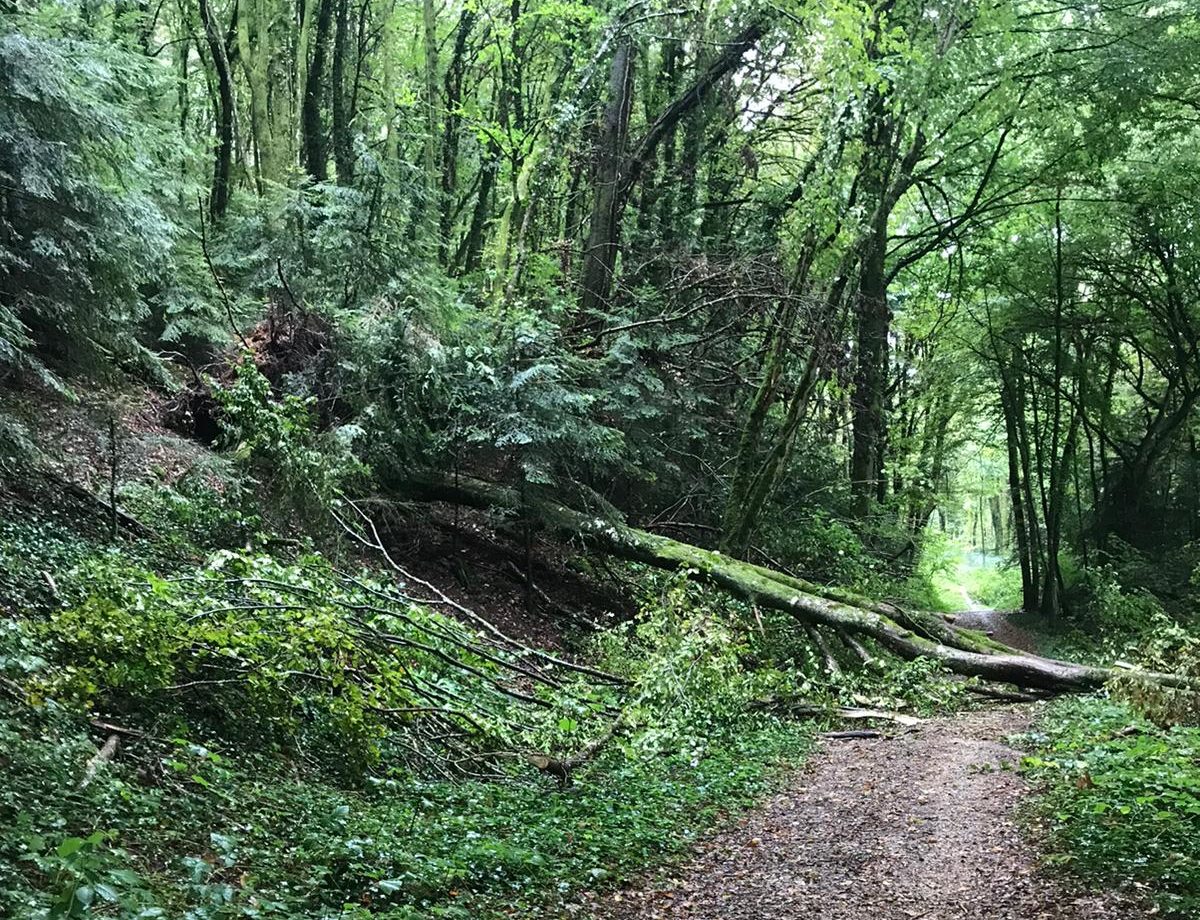 Danger en forêt : fermeture de chemins