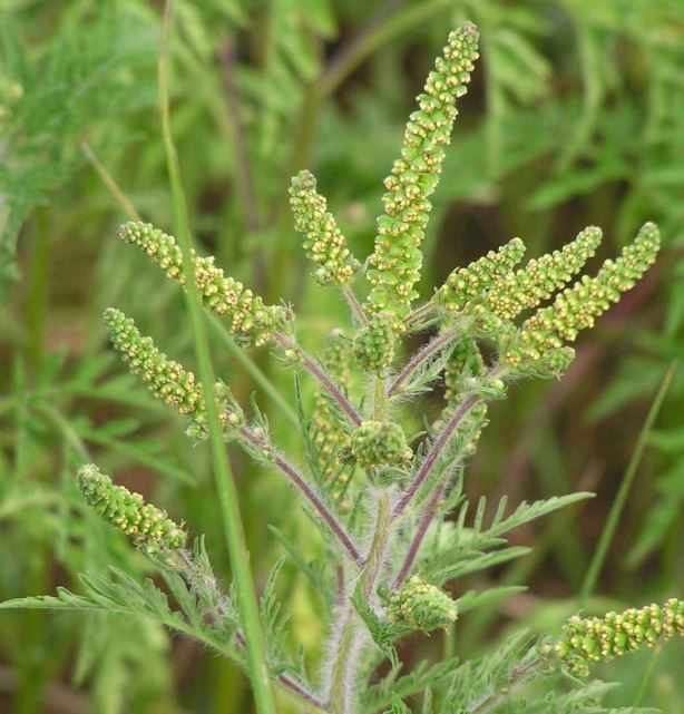 Allergies à l’ambroisie